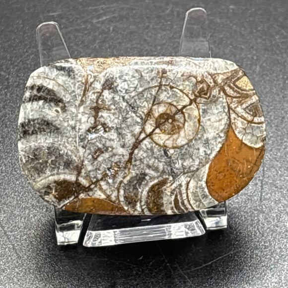 Fossilized Stone Specimen - Picture 1 of 4